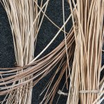 Le lencistre - Foto S. Mezzanotte